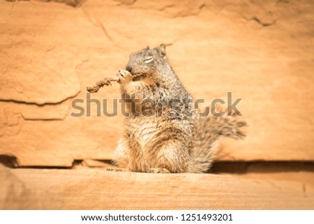 Squirrel sitting on a rock