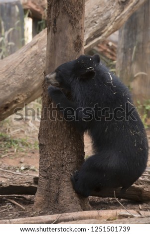 Asiatic black bear, Live in the forest with abundant and cool weather,In East Asia.