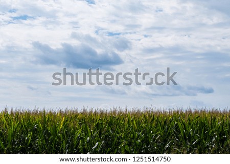 Agriculture wallpaper background of green field with blue sky with clouds on the landscape.