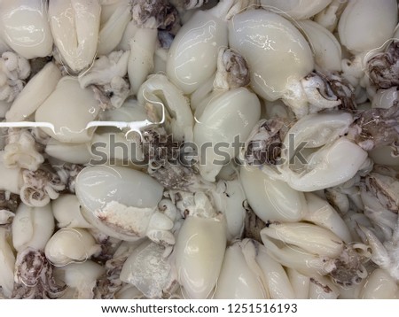Cuttlefish picture , squid