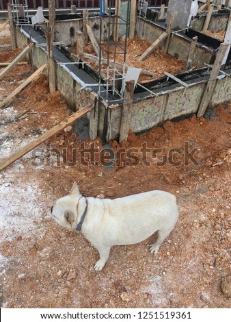 Fawn French Bulldog standing at the construction site by the metal pipes and wooden building materials