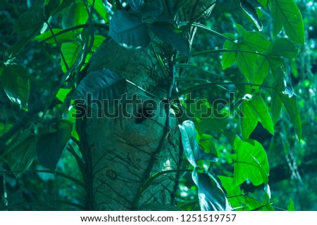 Money plant on a tree in kerala
