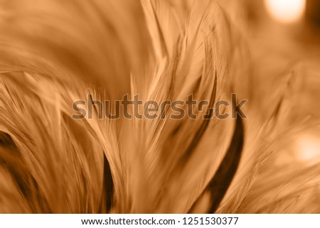 Blur style and soft color of chickens feather texture for background, abstract art