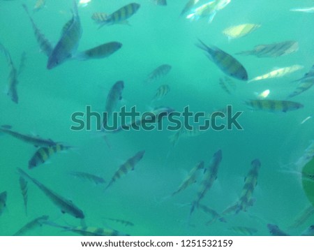 Puntius partipentazona,sea fish