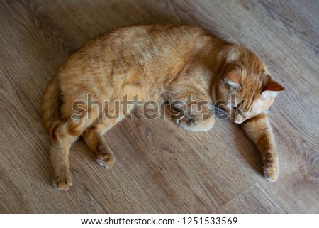 Beautiful red cat sleeping on the wooden floor, photo top view