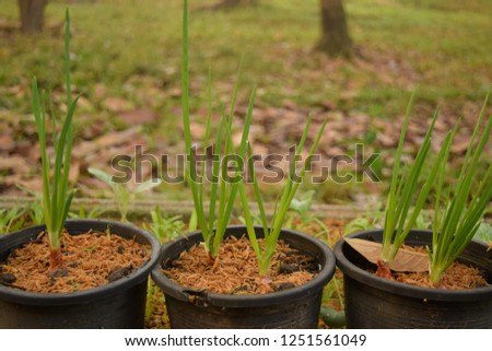 this pic show the Onion growing on the pot at backyard for consume in the household