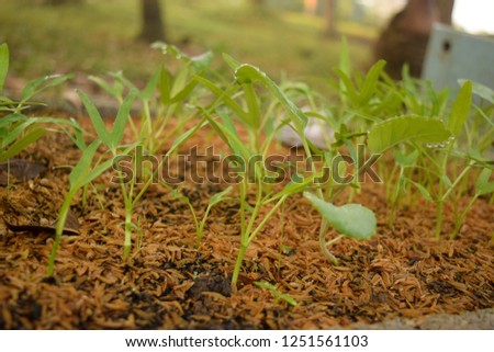 this pic show the swamp cabbage or morning glory planting on field at backyard in household