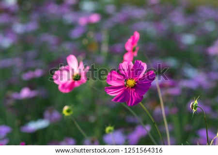 Focus on a dark pink cosmos flower pollinated by an insect in its field and on a colorful and fuzzy background