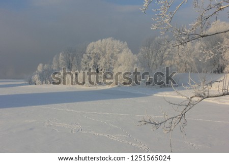 Frozen forest branches of trees at Siberia winter with hoarforst