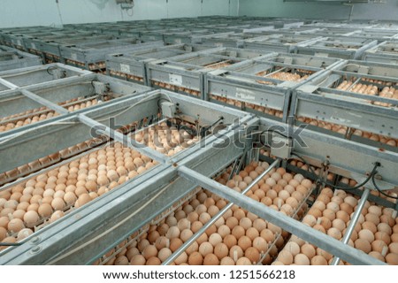 Egg Factory with Quality Control on egg production line from breeders in Hatchery Unit