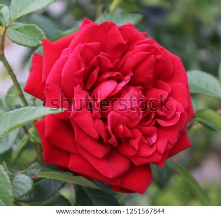 A close-up photograph of a vibrant red rose in Brisbane, Australia. 