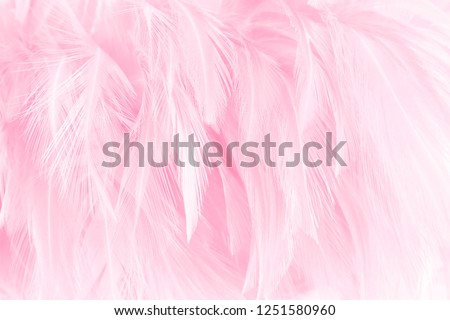 Soft pink feathers texture background.