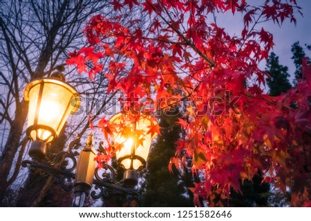 Evening scene with a lamp and a flaming red maple tree in a park at Lake Kawaguchi, one of the scenic five lakes in the neighbourhood of the legendary Mount Fuji, Japan.