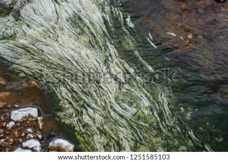 White Algae in Hot stream