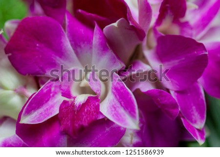 Fiote orchid flowers on a background of green grass close up 