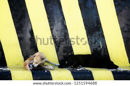 Yellow and Black Dogs with Industrial striped yellow-black pattern wall
