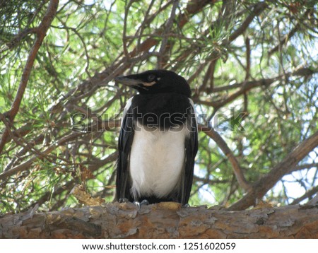 Young magpie sitting on a branch