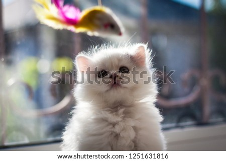 Fluffy white kitten. Cute, beloved, beautiful kitten close-up. Portrait of a cat. Scottish Straight Kitty in a natural setting at home.