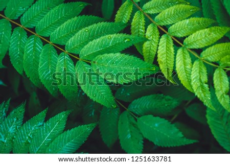 Creative layout made from green leaves. Flat lay. Nature Background. Dark, yellow and green, raindrops. Concept ecology, veganism, Agriculture.
