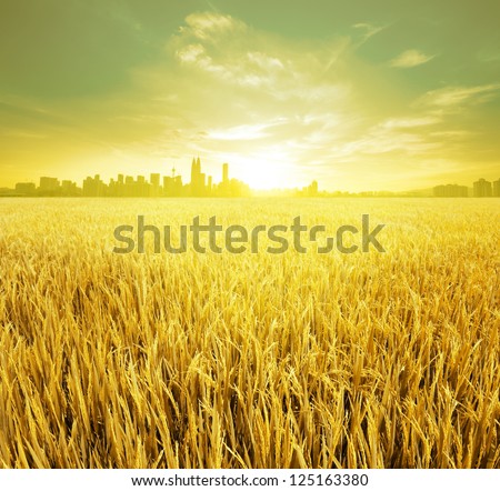 Kuala Lumpur is the capital city of Malaysia, landspace view over paddy field plantation in morning sunrise Royalty-Free Stock Photo #125163380
