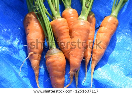 Harvesting carrots, Kitchen garden
