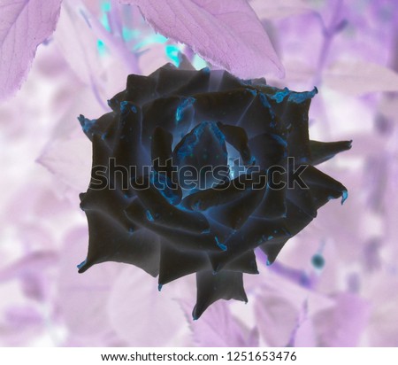 A creative, digitally manipulated photograph of a rose with a negative effect application. 