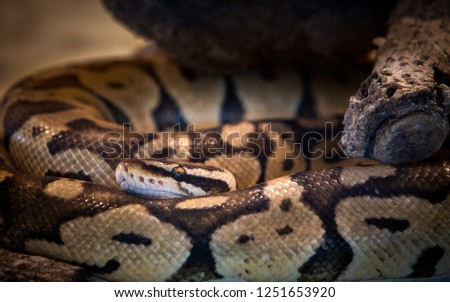 A picture of a beautiful (Ball Python) Snake at Siam Serpentarium(snake museum),Ladkrabang,Bangkok,Thailand