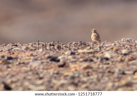 Temminck's lark (Eremophila bilopha), Israel.  Bird breeding across much of north Africa, through northern Saudi Arabia to western Iraq.
