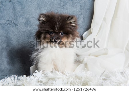 Funny fluffy Pomeranian Spitz dog puppy in garlands, Christmas card or background for New Year