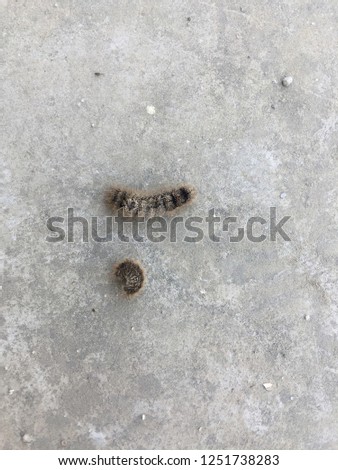 Caterpillar (nature nepal).Kathmandu Dec 07/2018.