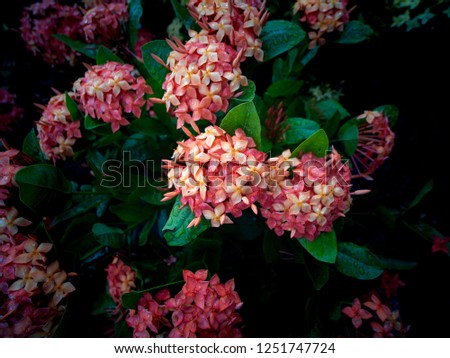 The Bouquet of Orange  Ixora Flowers Blooming in The Tree Shop after Rain