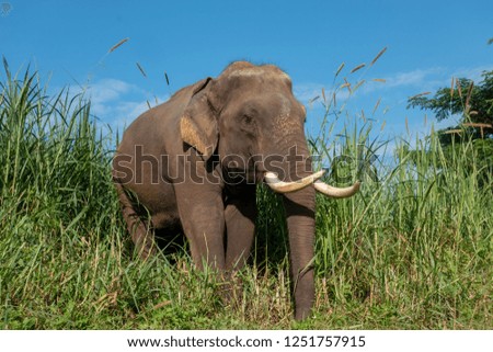 Asiatic or asian elephant in farm with blue sky background.
