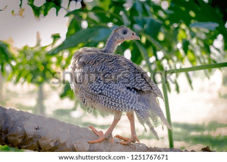 Bird Cock on the tree