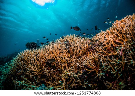 Stunning underwater scene with vibrant corals, fish and light rays