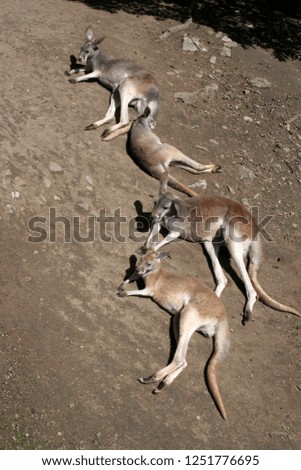 Sleeping group, Red kangaroo, Megaleia rufa