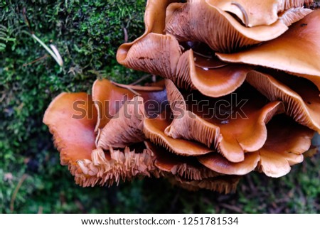A cluster of soft brown mushrooms, Banff National park, Canada.