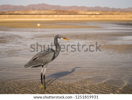 The close up view of standing black heron bird with long legs in the Red Sea, Marsa Alam, Egypt Royalty-Free Stock Photo #1251819931