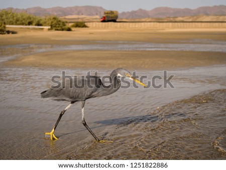 The close up view of black heron bird with long legs fishing in Red Sea, Marsa Alam, Egypt