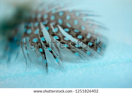 spotted Guinea fowl feather on blue background. macro photography of bird feather on blue fabric.