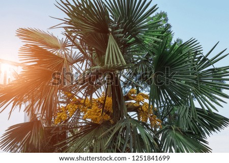 Close-up of peak green palm tree on sky and sunlight background.