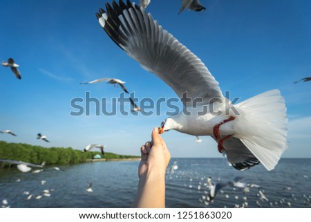 Seagull feeding which is famous activity for traveller at Bang Pu in Thailand. In December, too many seagulls are emigrate for warming weather in Thailand. Selected focus photo.
 Royalty-Free Stock Photo #1251863020