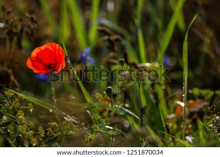 Red blooming poppy flower on a green grass.  Garden with poppy flowers. Field flowers. Nature flower. Flowers in meadow. Bright red poppy flowers on summer wild meadow.