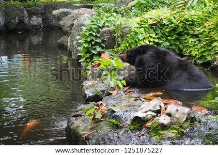 The Black Bear is sitting in the water pond and talk with fish under