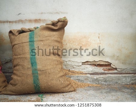 Jute Gunny bags hemp sack textile fully of paddy rice lean on the concreat wall background in thailand  Royalty-Free Stock Photo #1251875308