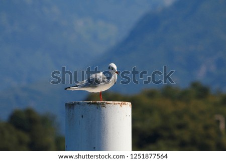 Seagull sitting on a pier on the shore of Lake Como in Italy, 