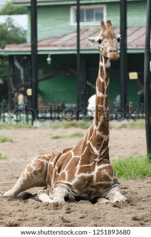 A giraffe with a long neck, velvet horns and ears lies on the sand against the background of a green wooden building