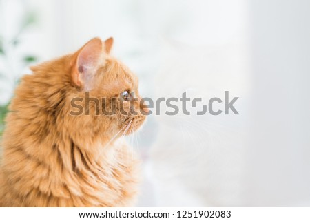 red cat with yellow eyes looking out the window, the cat in profile copy space