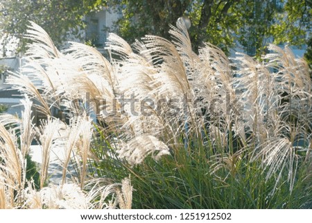 Close-up beige reeds in autumn sunny park.