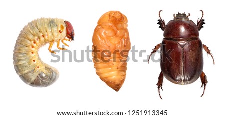 Scarab beetle (Coleoptera: Scarabaeidae). Development stages isolated on a white background  Royalty-Free Stock Photo #1251913345