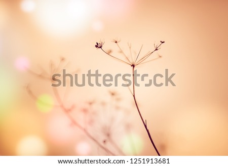 Natural background with dry flowers. Brown blurred background, colorful bokeh circles